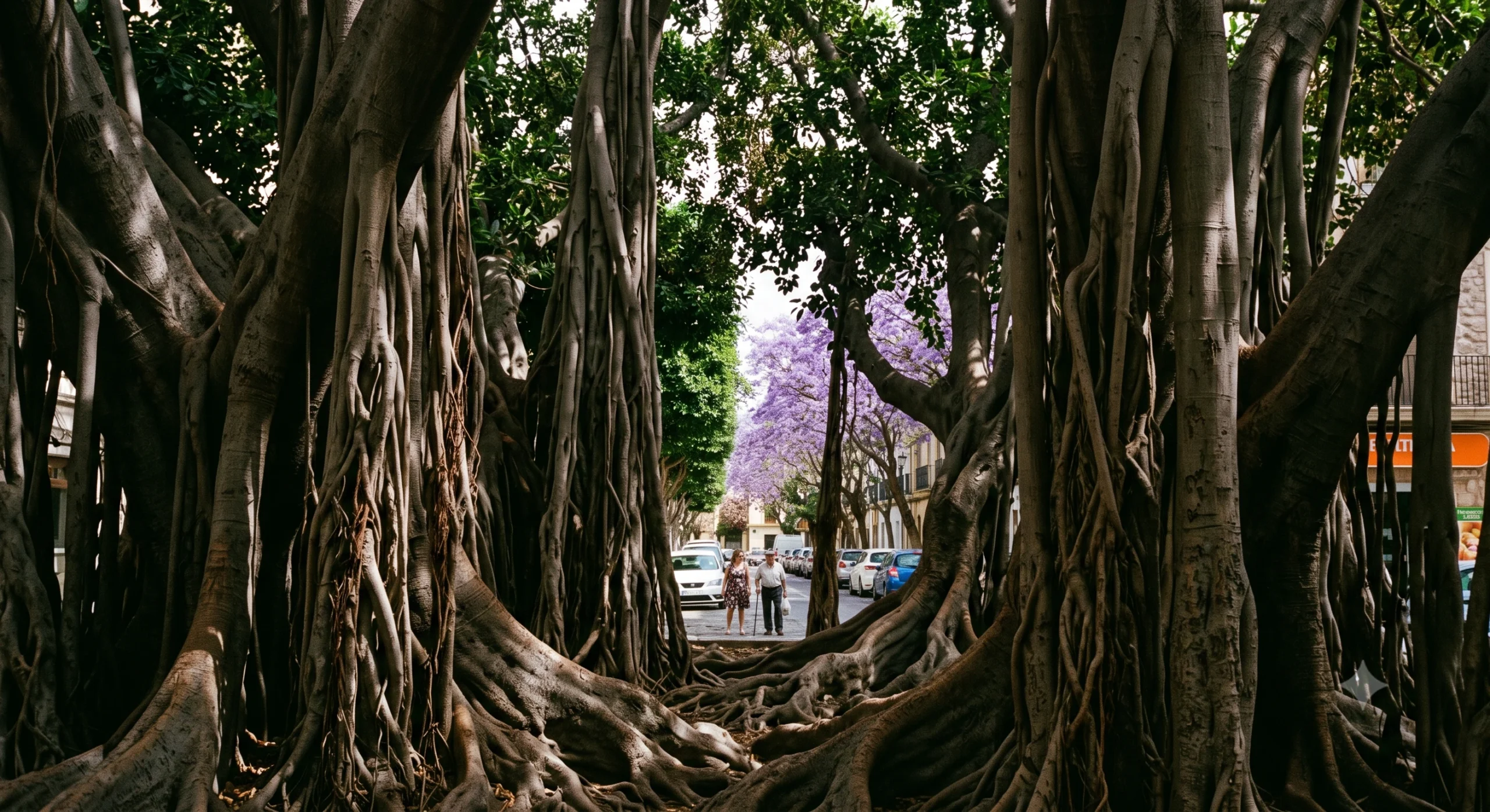Ficus, Jacaranda y Albizia Urbanos